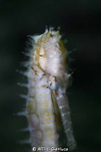 sea horse by Afflitti Gianluca 